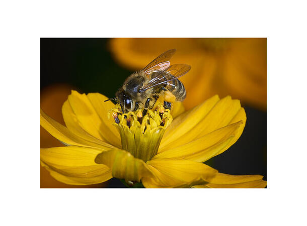 Godox MF-R76n TTL Macro Ringblits Nikon Makro Ringblits Nikon TTL 