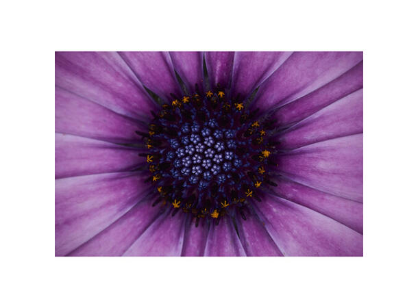 Godox MF-R76n TTL Macro Ringblits Nikon Makro Ringblits Nikon TTL 