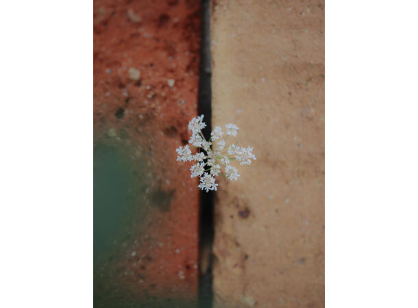 OM SYSTEM M.Zuiko 25mm f/1.8 II Lyssterkt normalobjektiv med høy ytelse 