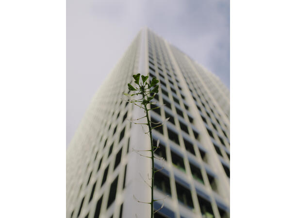 OM SYSTEM M.Zuiko 25mm f/1.8 II Lyssterkt normalobjektiv med høy ytelse 