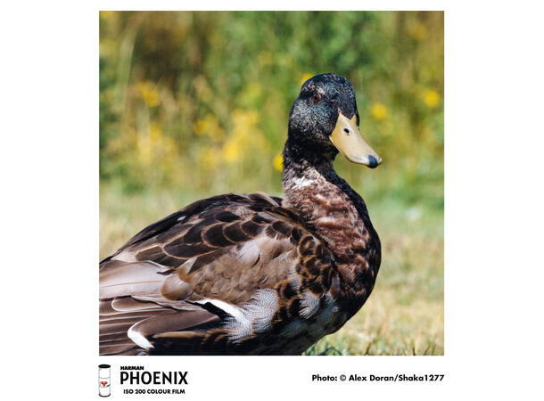 Harman Phoenix ISO 200 120 Fargefilm, 200 ASA 