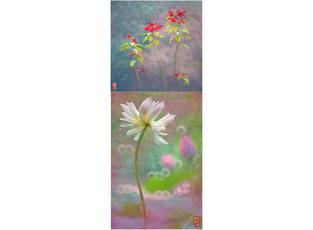 Kase 200mm f/5.6 Speiltele Nikon Z Teleobjektiv med unik bokeh 