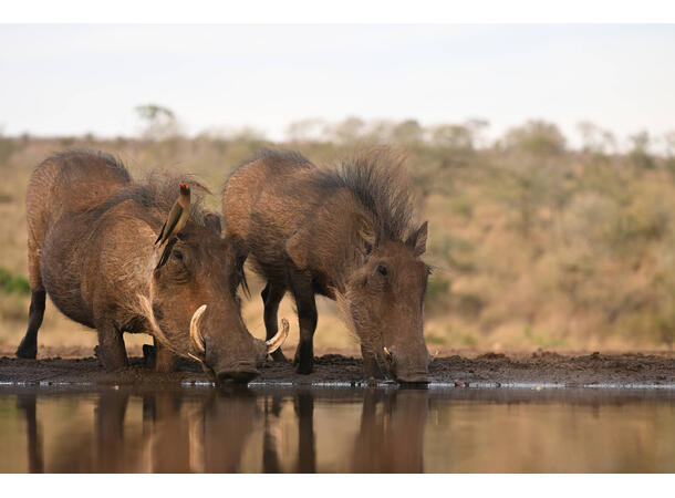 Nikon Z 100-400mm f/4.5-5.6 VR S Lett og kraftig telezoom for Z-system 