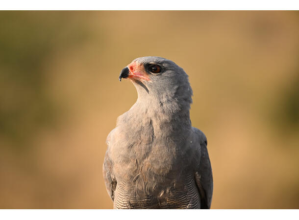 Nikon Z 100-400mm f/4.5-5.6 VR S Lett og kraftig telezoom for Z-system 