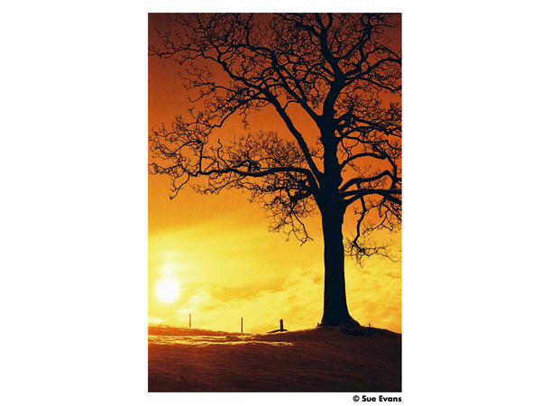 Harman Red ISO 125 135-36 Redscale-film, 125 ASA, 36 bilder 