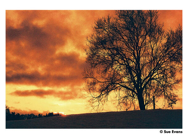 Harman Red ISO 125 135-36 Redscale-film, 125 ASA, 36 bilder 