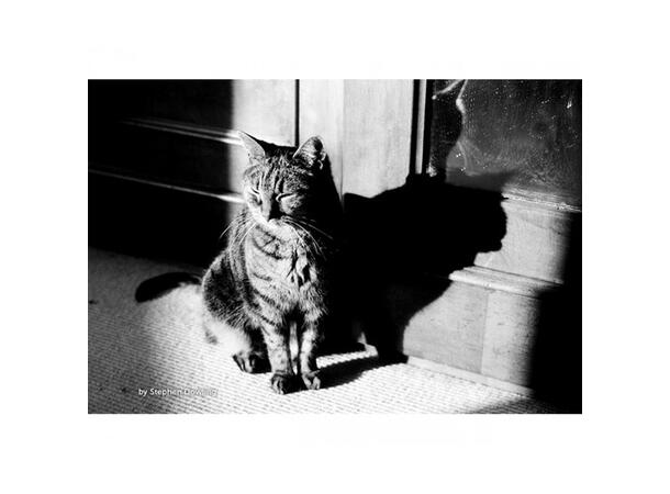 Kosmo Foto Mono 100 135-36 ISO 100, S/H-film, 36 eksp. 