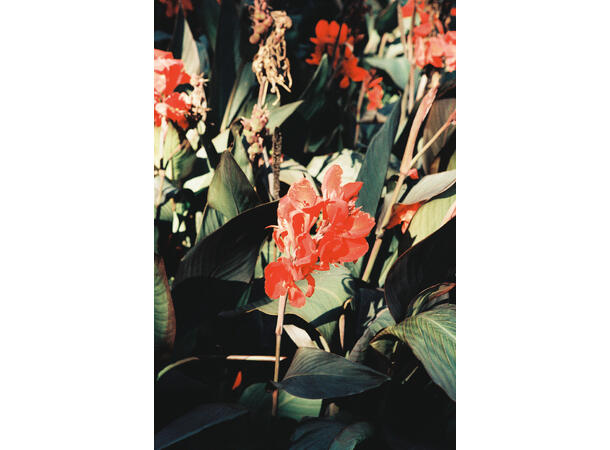Lomography LomoChrome Classicolor 135-36 ISO 200, Negativ fargefilm, C-41 