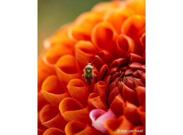 Sony FE 100mm F2.8 Macro GM OSS Macro – Beyond Life Size 