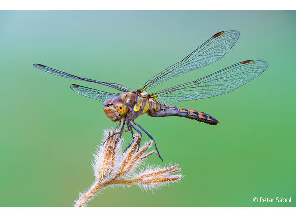 Sony FE 100mm F2.8 Macro GM OSS Macro – Beyond Life Size 