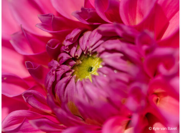 Sony FE 100mm F2.8 Macro GM OSS Macro – Beyond Life Size 