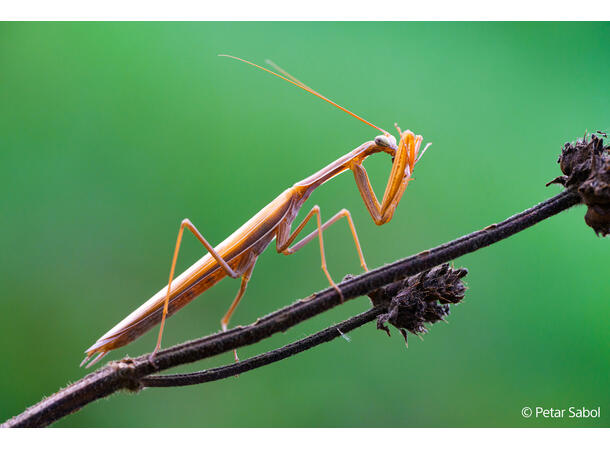 Sony FE 100mm F2.8 Macro GM OSS Macro – Beyond Life Size 