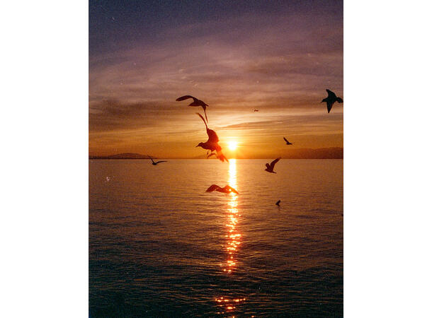 Candido 800 Colour 135-36 Finkornet fargefilm, 800 ASA 