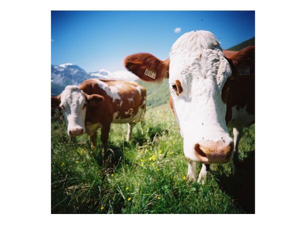 Lomography CN 100 ASA 120 120 Negativ fargefilm 100 ISO 