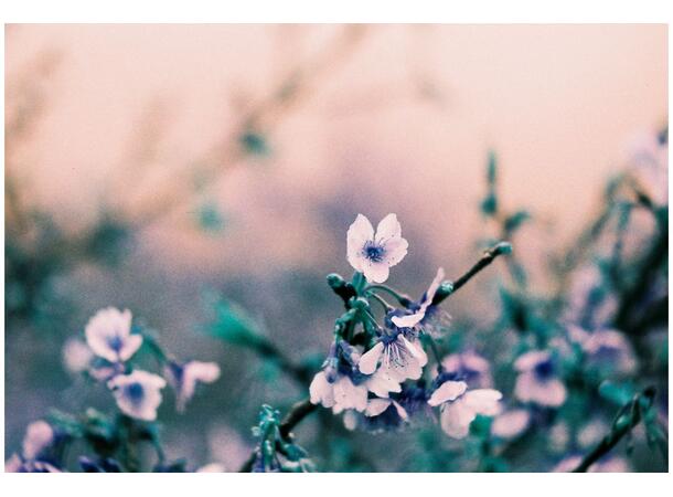 Lomography LomoChrome Turquoise 135-36 XR 100-400, Negativ fargefilm, 2021 ver. 