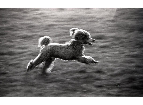 Reflx Lab PAN200 Infrared 220 S/H infrarød film. ISO 200. 220-film 