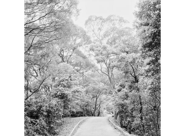 Rollei RPX 25 120 ISO 25, S/H-film 