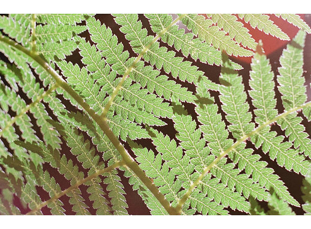 Washi Film X 100 135-36 ISO 100, fargefilm, 36 eksp. 