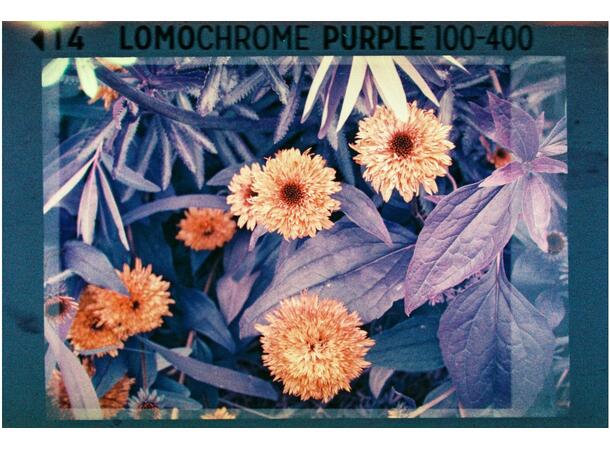 Lomography Analogue Trio Mixed Pack 110 ISO/ASA 200. 110 negativ fargefilm 