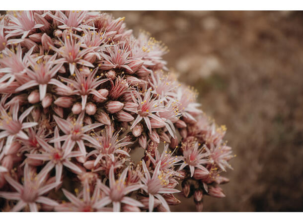 Sony ZV-E10 II Kamerahus Vloggkamera med utskiftbar linse 