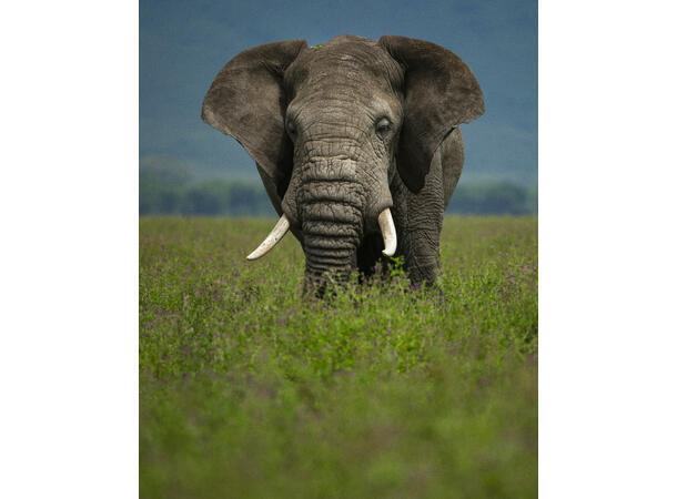 Fujifilm GF 500mm f/5.6 R LM OIS WR Stabilisert tele for mellomformat 