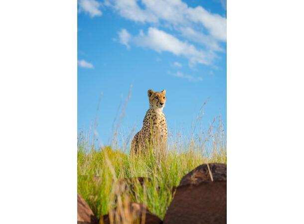 Tamron 150-500mm f/5-6.7, Retur/B-var Kompakt Telezoom for Sony E 