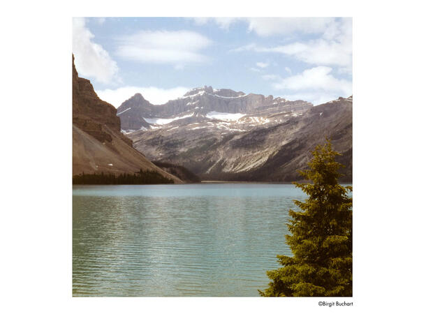 Harman Phoenix II ISO 200 120 Fargefilm, 200 ASA 