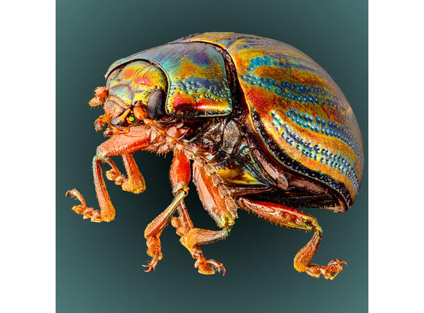 Laowa Aurogon FF 10-50x Supermicro APO Supermacro for Canon RF 