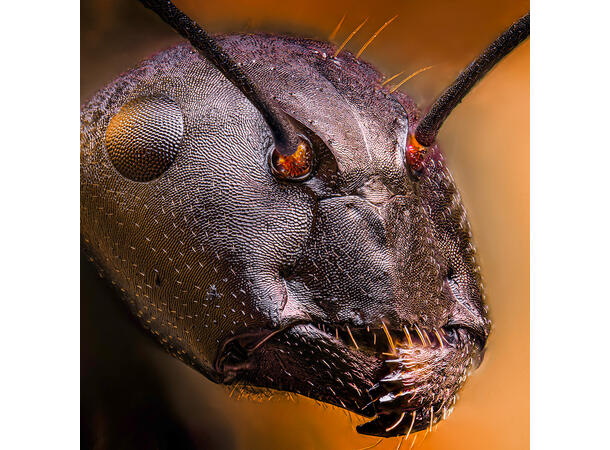 Laowa Aurogon FF 10-50x Supermicro APO Supermacro for Canon RF 