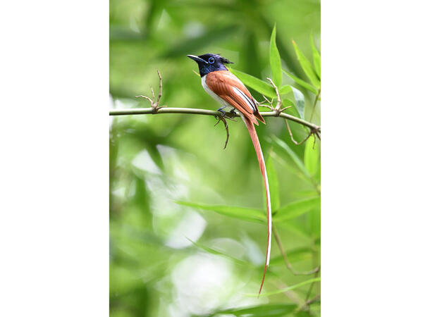 Nikon Z 600mm f/6.3 VR S Lettvekts stortele for Z-kamera. 