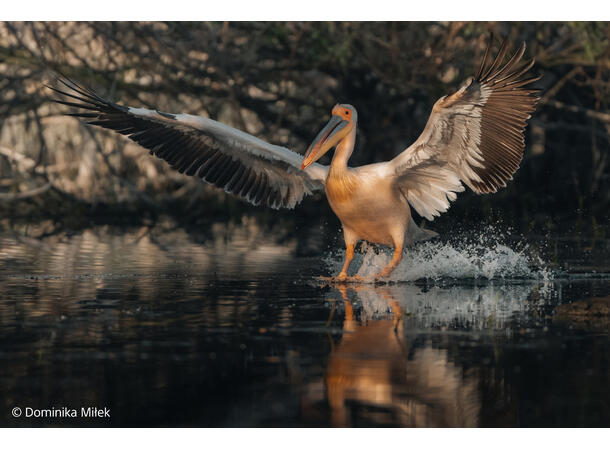 Sony FE 100-400mm F4.5 GM Fullformats telefotoobjektiv 