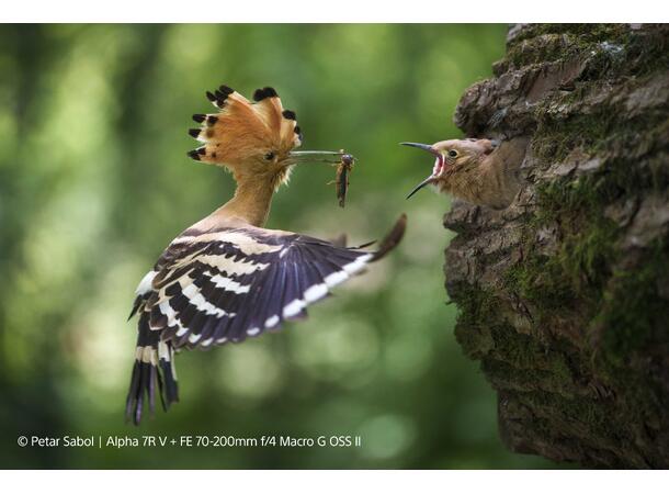 Sony FE 70-200mm F4 G OSS II Fullformat, E-mount 