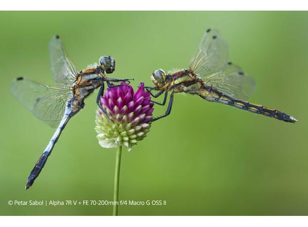 Sony FE 70-200mm F4 G OSS II Fullformat, E-mount 