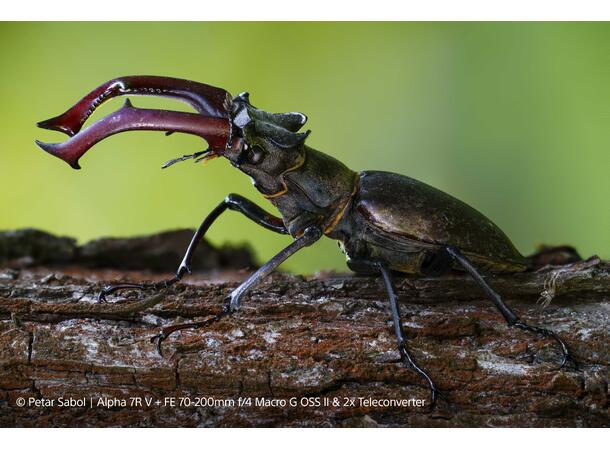 Sony FE 70-200mm F4 G OSS II Fullformat, E-mount 