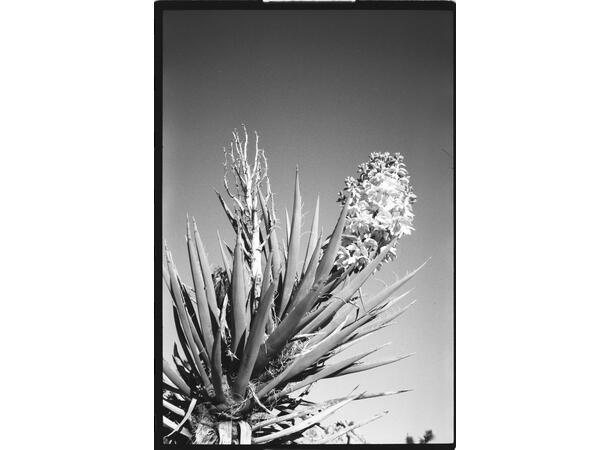 OptiMono 100 135-36 S/H-film. ISO 100. 36 eksponeringer 