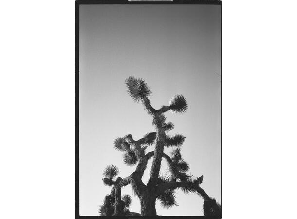 OptiMono 100 135-36 S/H-film. ISO 100. 36 eksponeringer 