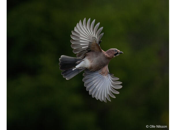 Sony Alpha A1 II 50 MP, 30 bilder/sek, 8K-video 