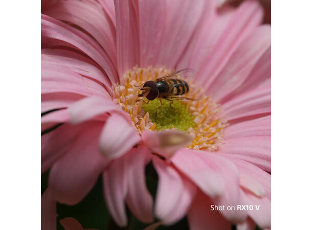 Sony  RX10 V Kamera med kraftig zoom (24–600 mm) 