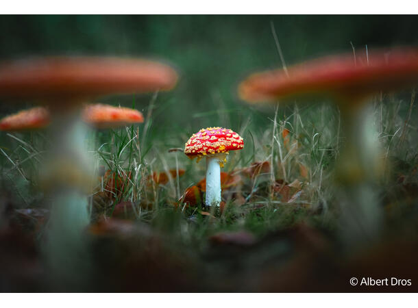 Sony FE 28-70mm f/2 GM Fullformats zoomobjektiv 