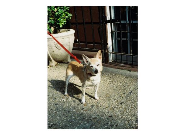 Lomography Color Tiger 110 ISO 200 ISO/ASA 200. 110 negativ fargefilm 