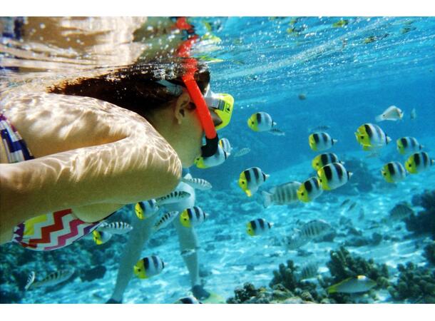 Lomography CN 100 ASA 135-36 3pkn Negativ fargefilm 100 ISO 