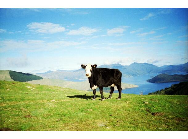 Lomography CN 100 ASA 135-36 3pkn Negativ fargefilm 100 ISO 