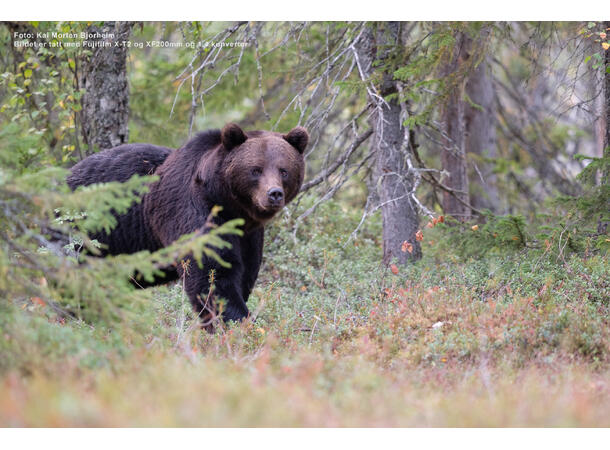 Fujifilm XF 200mm f/2 R LM OIS WR + TC Lyssterk, lett og værtettet stortele 