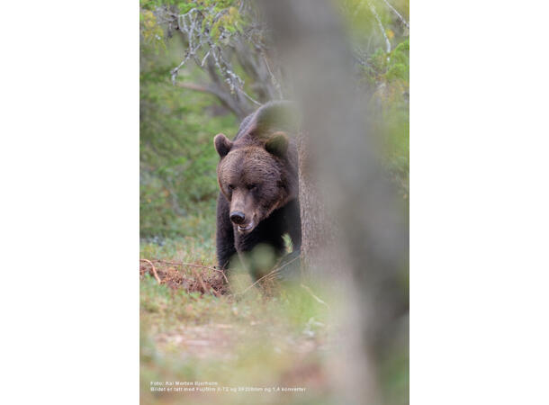 Fujifilm XF 200mm f/2 R LM OIS WR + TC Lyssterk, lett og værtettet stortele 