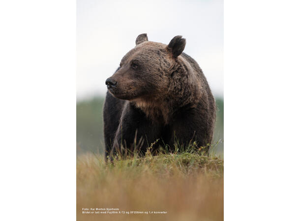 Fujifilm XF 200mm f/2 R LM OIS WR + TC Lyssterk, lett og værtettet stortele 