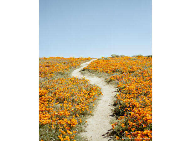 CineStill 50D Daylight 120 Finkornet fargefilm, 50 ASA 