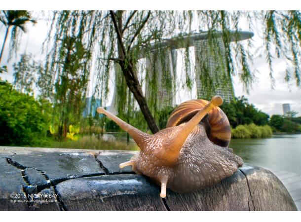 Laowa 15mm f/4 Vidvinkelmacro Sony FE Vidvinkel med 1:1 macro for Sony FE 