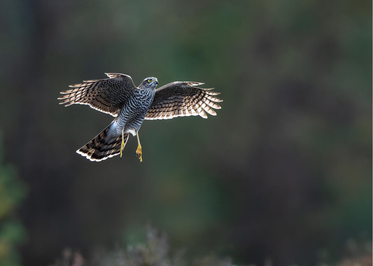 Foto: Trond Westby