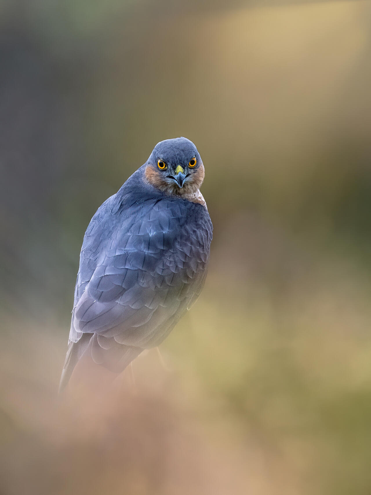 Foto: Trond Westby