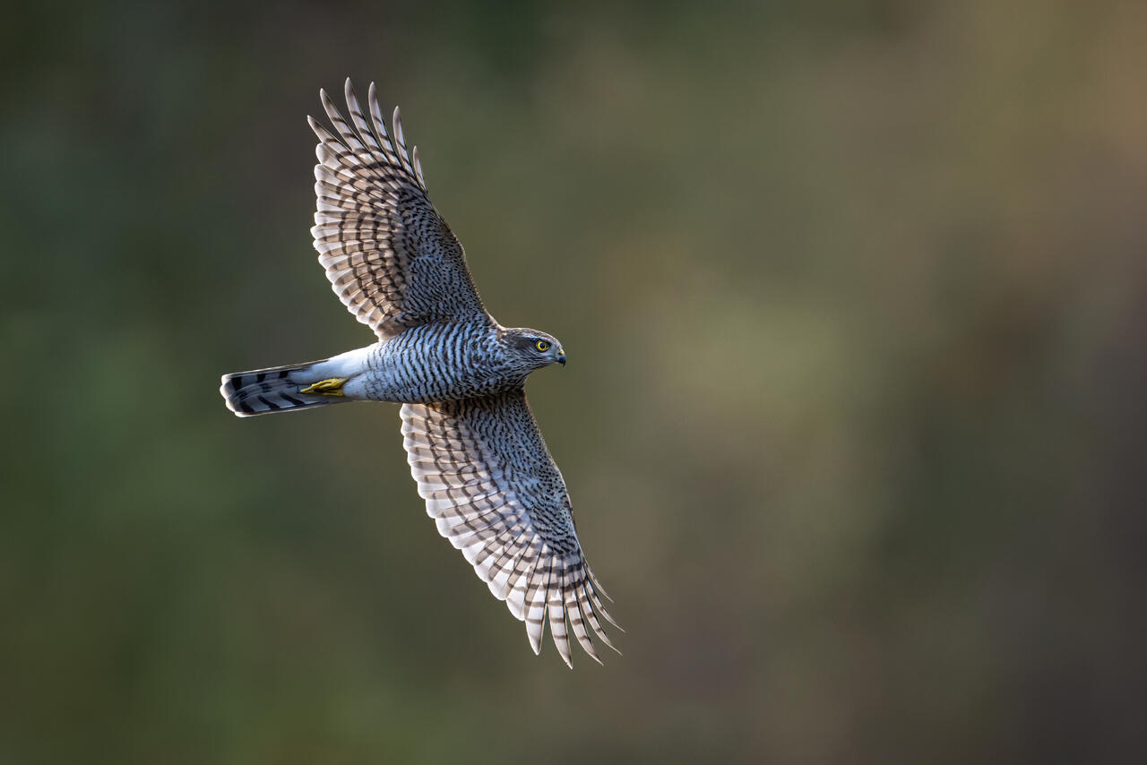 Foto: Trond Westby